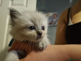 Ragdoll cats Ragdoll kittens - Advert 1