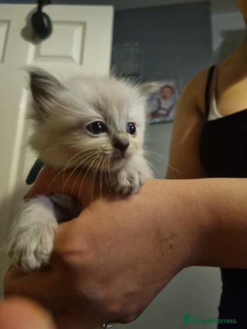 Ragdoll cats Ragdoll kittens - Advert 1