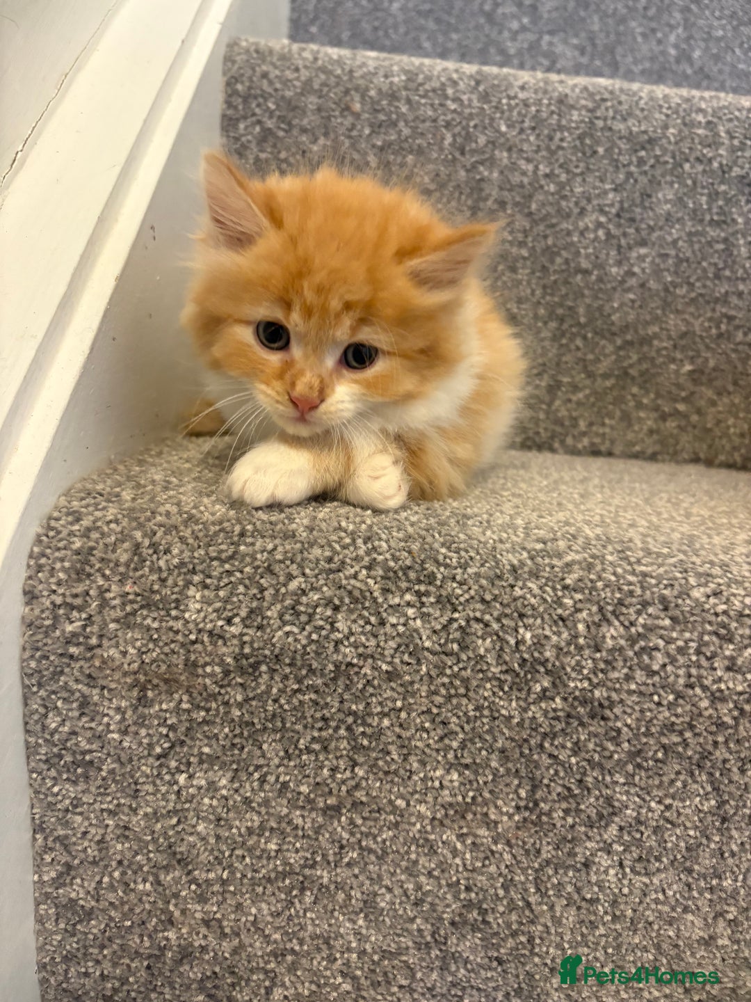 Mixed Breed cats for sale: 5 beautiful fluffy kittens  - Image 2