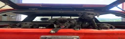 Huntaway dogs for sale: Beautiful Huntaway X Collie Pups - Advert 36