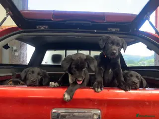 Huntaway dogs Beautiful Huntaway X Collie Pups - Advert 1