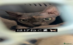 Sphynx cats for sale: Sphynx Girl For Sale  - Image 3