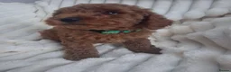 Miniature Poodle dogs for sale: Gorgeous red miniature poodle puppies ready now in Rochester - Advert 12