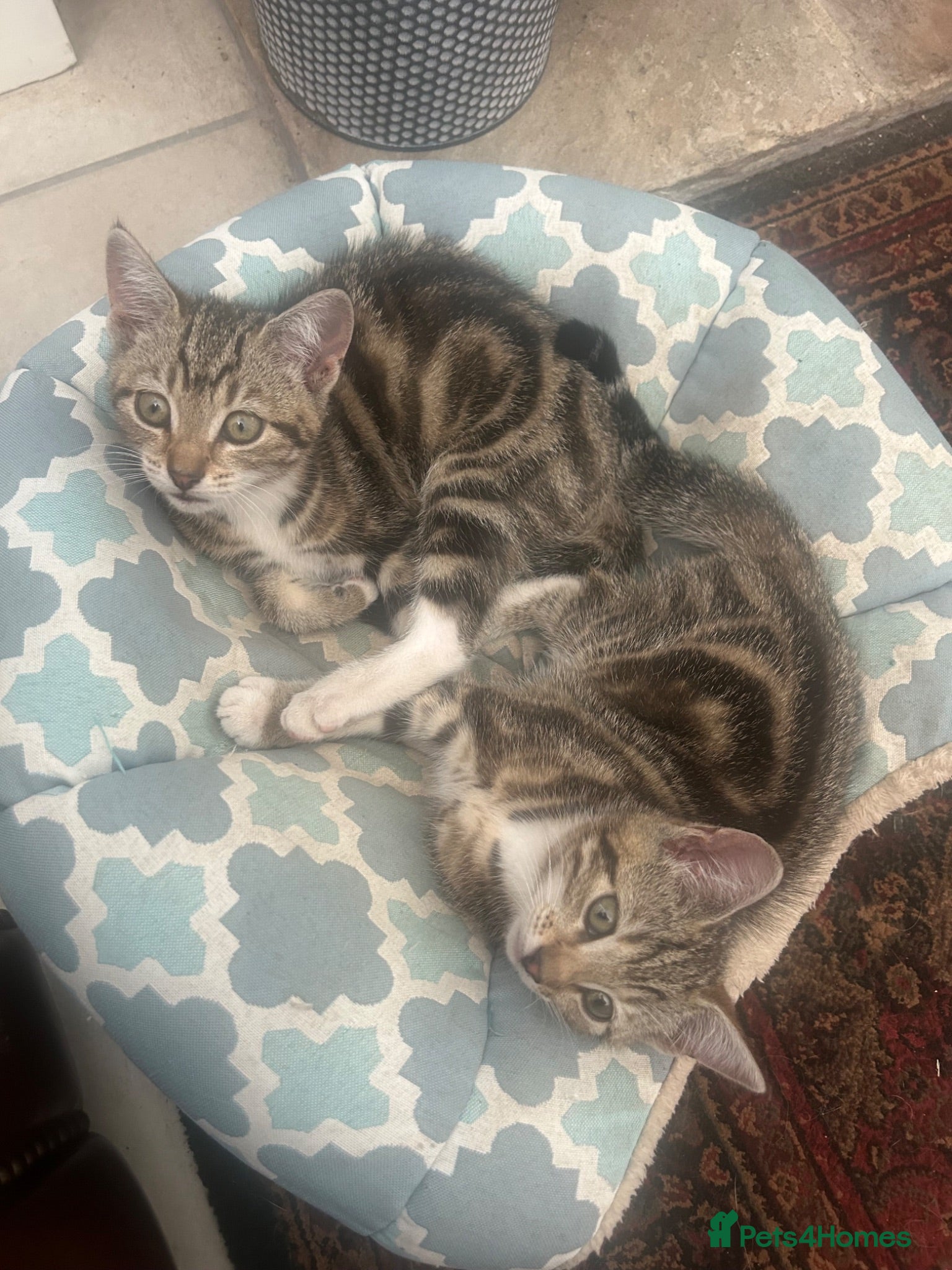 Mixed Breed cats Beautiful tabby girls  - Advert 1