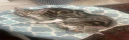 Mixed Breed cats for sale: Beautiful tabby girls  in Haltwhistle - Advert 1
