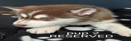 Siberian Husky dogs for sale: Beautiful Siberian Husky (all with Blue eyes) - Advert 5