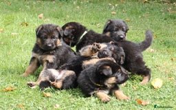 German Shepherd dogs for sale: 1 KC reg Quality Showline female puppy available  - Image 12