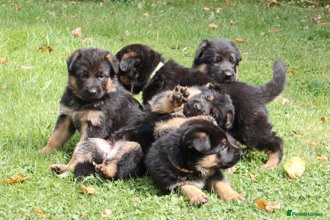 German Shepherd dogs for sale: 1 KC reg Quality Showline female puppy available  - Image 12