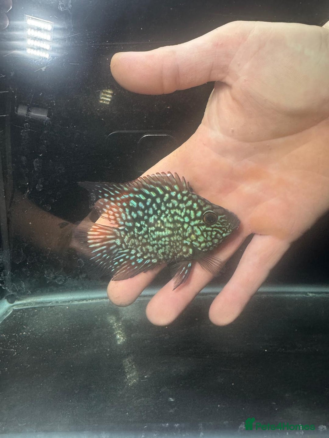 Cichlids fish for sale: Crystal parrot & srt - Advert 12