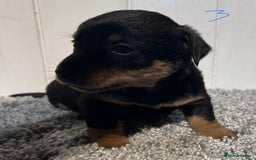 Lancashire Heeler dogs for sale: Lancashire Heelers - Image 23