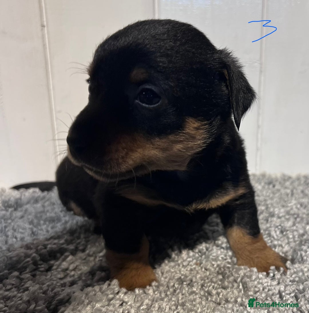 Lancashire Heeler dogs for sale: Lancashire Heelers - Image 23