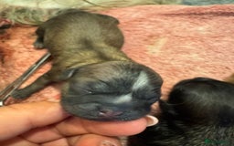 Shih Tzu dogs for sale: KC Shihtzu pups  - Image 22