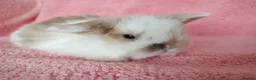 Mini Lop rabbits for sale: Baby mini lops for sale  - Advert 3
