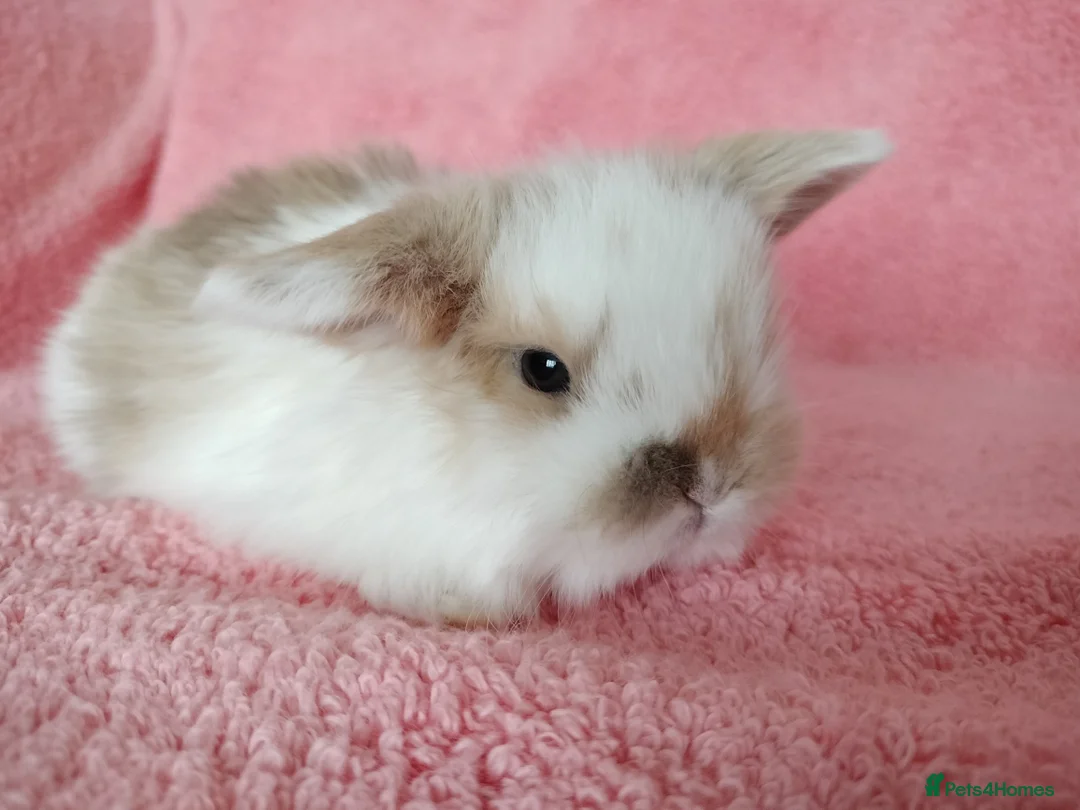 Mini Lop rabbits for sale: Baby mini lops for sale  - Advert 3