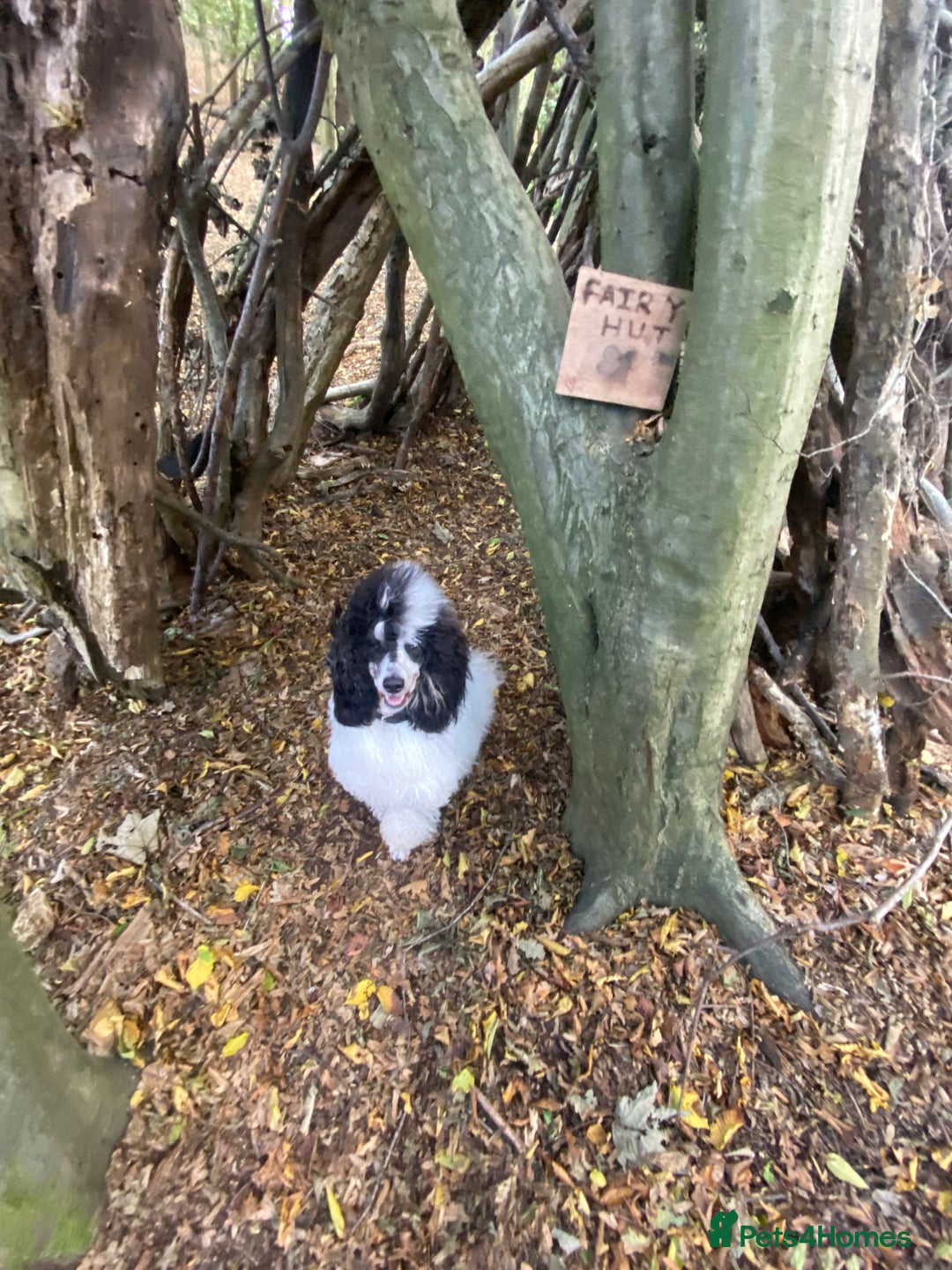 Miniature Poodle dogs for stud: Parti poodle for stud  - Advert 3