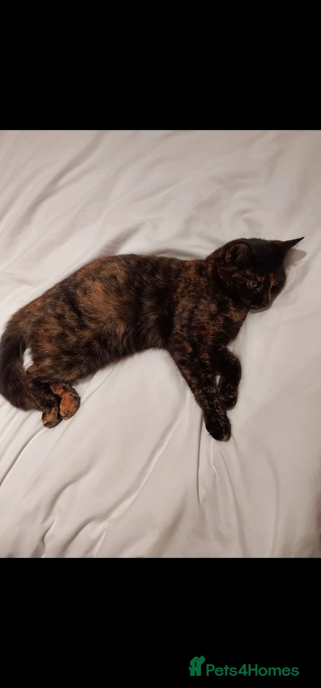 Mixed Breed cats for sale: Male and female cat for adoption - Advert 6