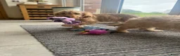 Labradoodle dogs for sale: Multigen mini labradoodles health tested parents - Advert 5
