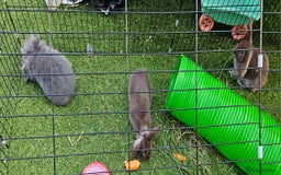 Mini Lion Lop rabbits for sale: Mini lop cross lionhead/mini lop - Image 8