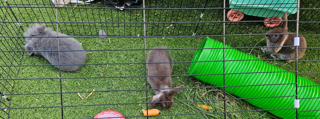 Mini Lion Lop rabbits for sale: Mini lop cross lionhead/mini lop - Image 8