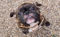 Mixed Breed dogs for sale: 🌟Beautiful girl (please read) 🌟 - Image 1