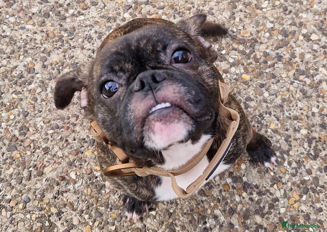 Mixed Breed dogs for sale: 🌟Beautiful girl (please read) 🌟 - Image 1