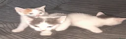 Mixed Breed cats for sale: 11 Adorable kittens 🐾 - Advert 22