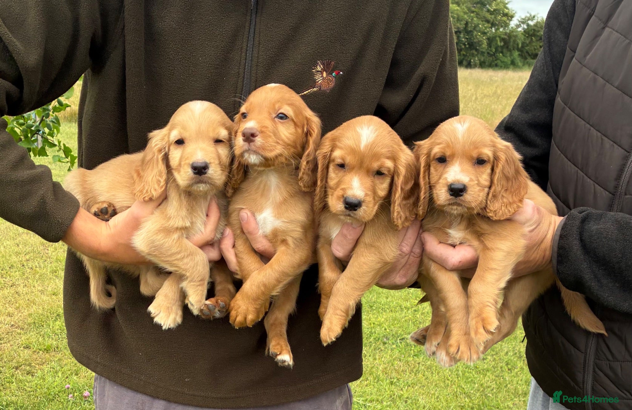 Cocker Spaniel dogs WORKING COCKER SPANIELS  - Advert 2