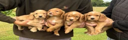 Cocker Spaniel dogs for sale: WORKING COCKER SPANIELS  - Advert 1
