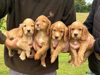 Cocker Spaniel dogs WORKING COCKER SPANIELS - Advert 14