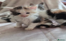 Maine Coon cats for sale: Variety of Maine coon kittens - Image 23