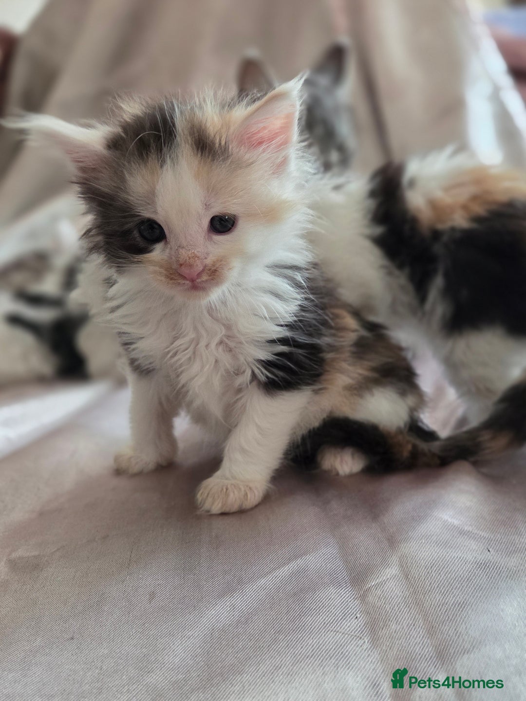 Maine Coon cats for sale: Variety of Maine coon kittens - Image 23