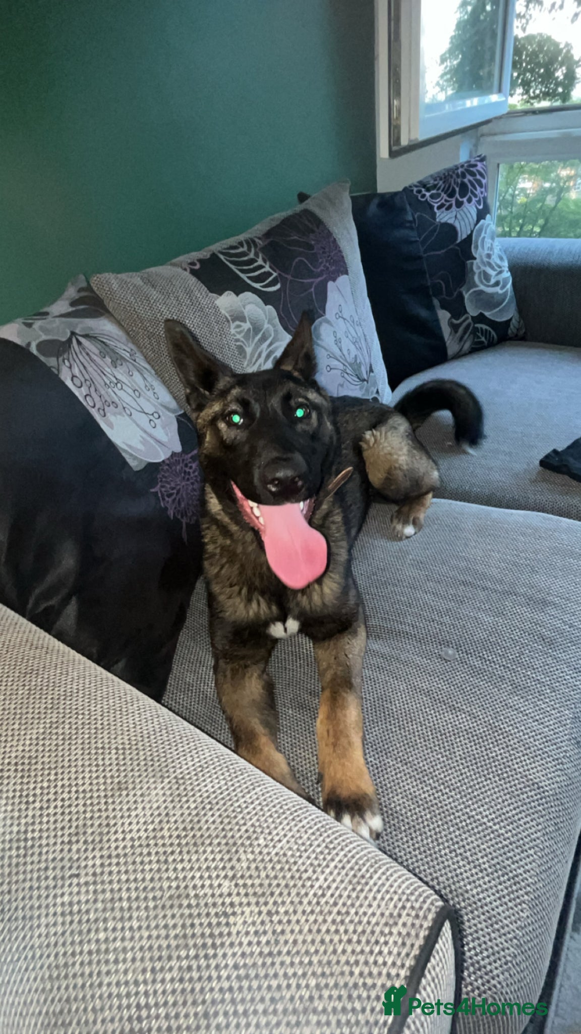 Mixed Breed dogs AkitaX malinois  - Advert 1