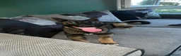 Mixed Breed dogs for sale: AkitaX malinois  in Bradford - Advert 1