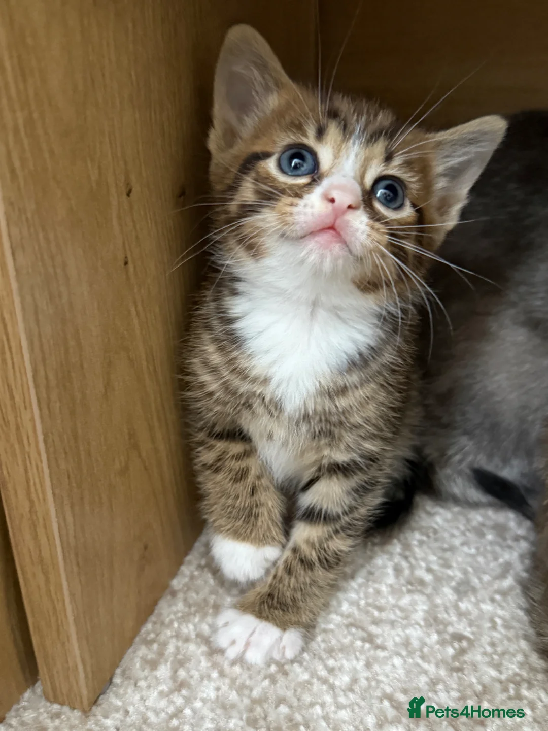Mixed Breed cats for sale: Gorgeous Golden Tabby mix - Advert 1