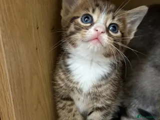 Mixed Breed cats Gorgeous Golden Tabby mix - Advert 3