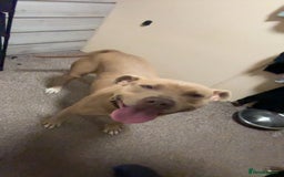 Mixed Breed dogs for sale: Martha - Image 2