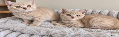 British Shorthair 5