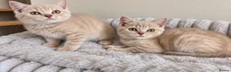 British Shorthair cats for sale: British shorthair kittens ready to leave soon  - Advert 4