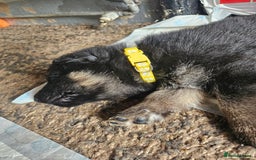 German Shepherd dogs for sale: 8 Beautiful fluffy German Shepherd pups  - Image 22