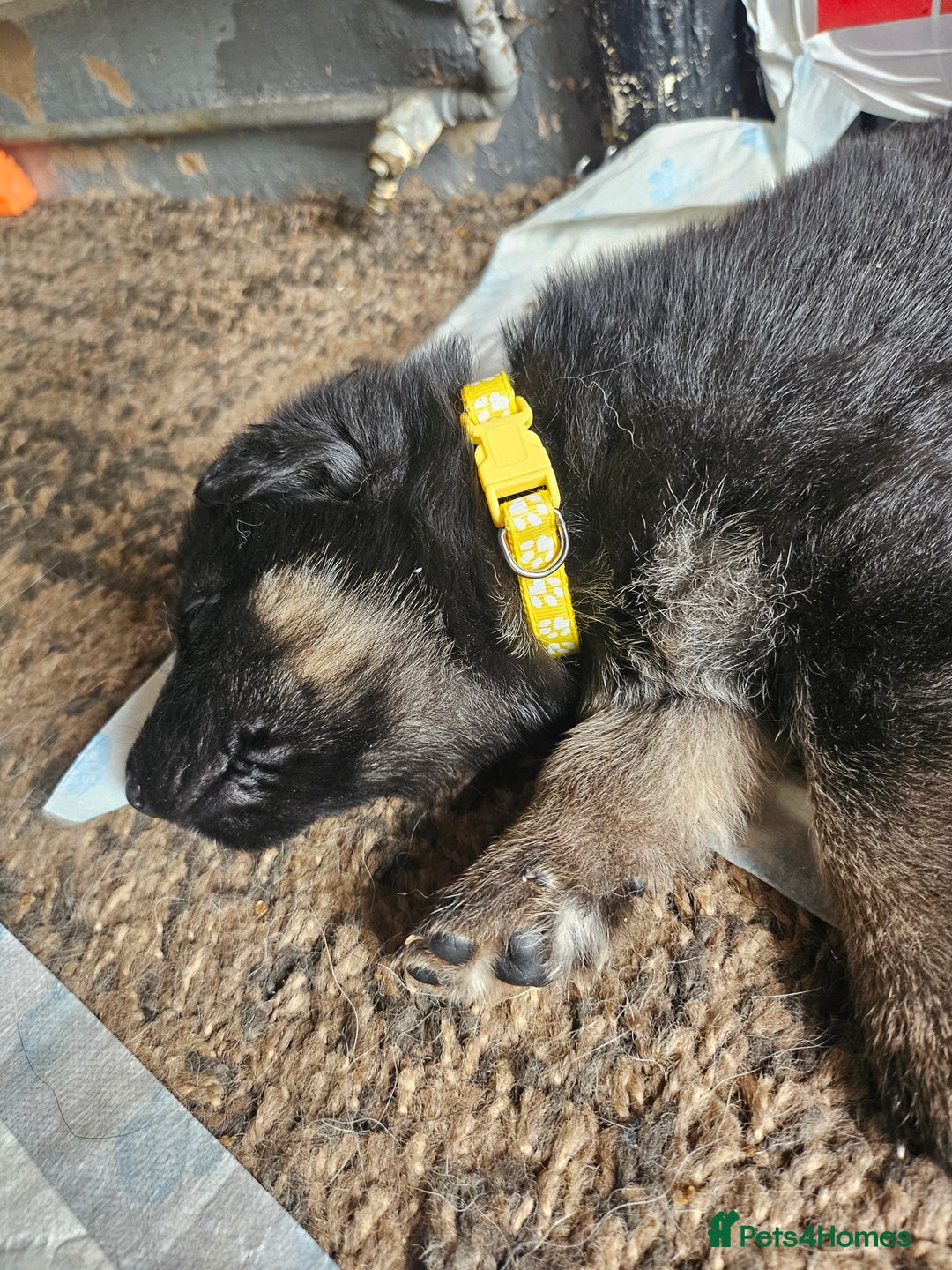 German Shepherd dogs for sale: 8 Beautiful fluffy German Shepherd pups  - Image 22