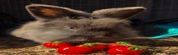 Lionhead rabbits for sale: Pure LionHead Rabbits - Advert 2