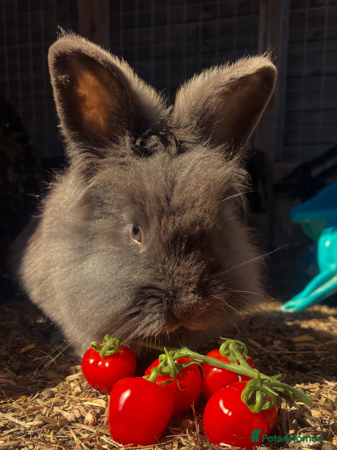 Lionhead rabbits for sale: Pure LionHead Rabbits - Advert 2