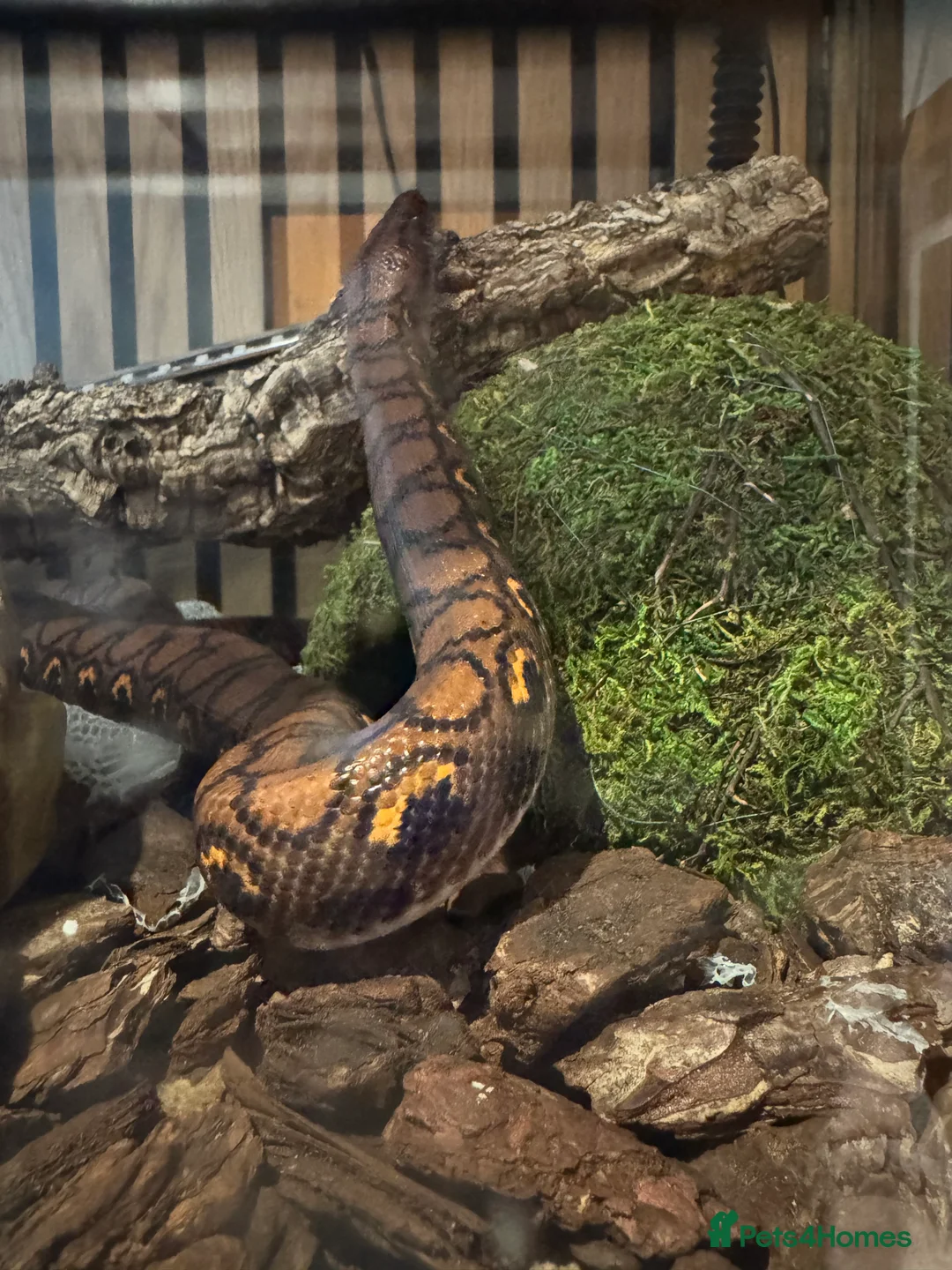 Boa Snake reptiles for sale: Brazilian rainbow boa constrictor  - Advert 2