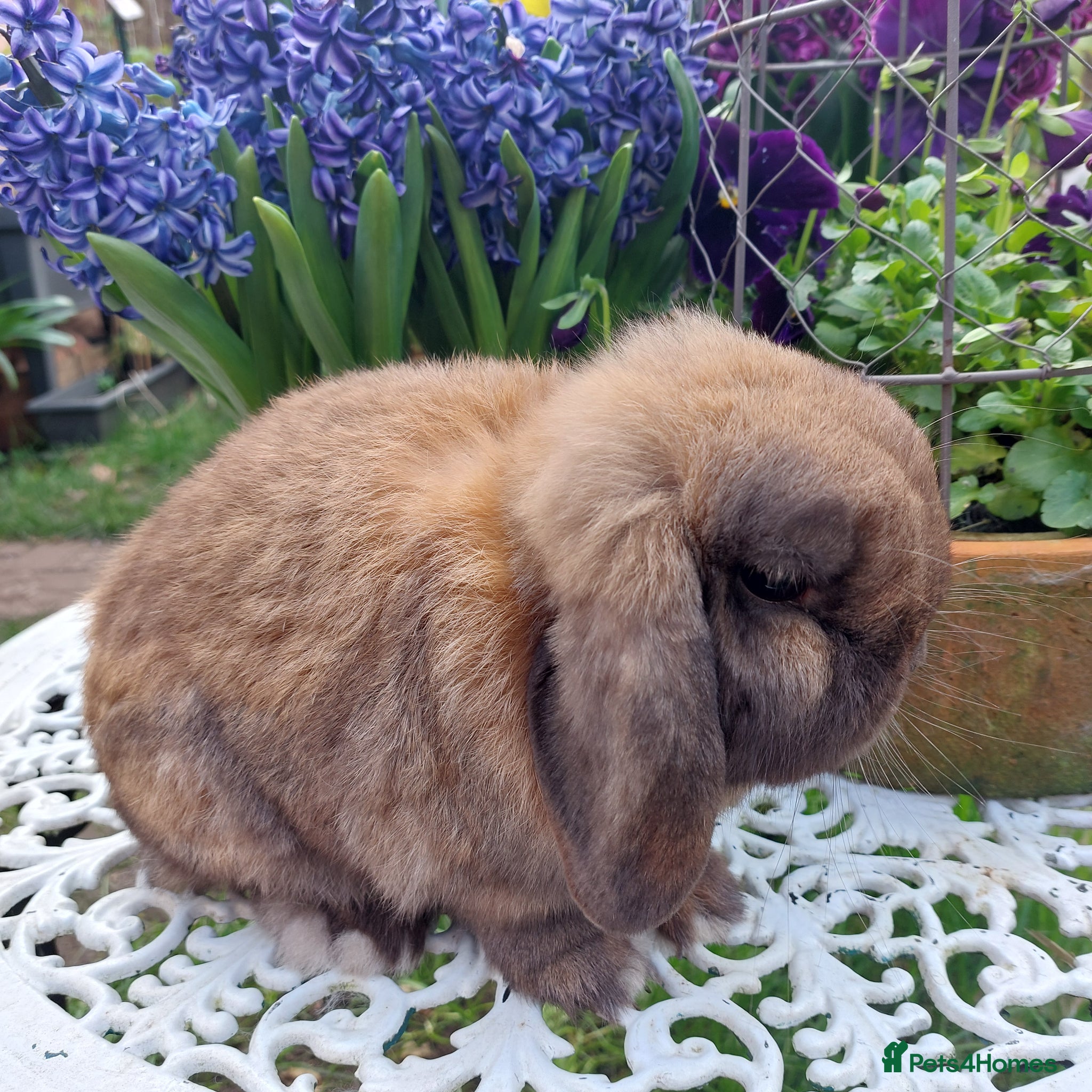 Mini Lop rabbits GREAT TYPE MINI LOP BUCK - Advert 1