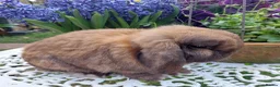 Mini Lop rabbits for sale: GREAT TYPE MINI LOP BUCK - Advert 1