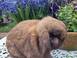 Mini Lop rabbits for sale: GREAT TYPE MINI LOP BUCK - Advert 1