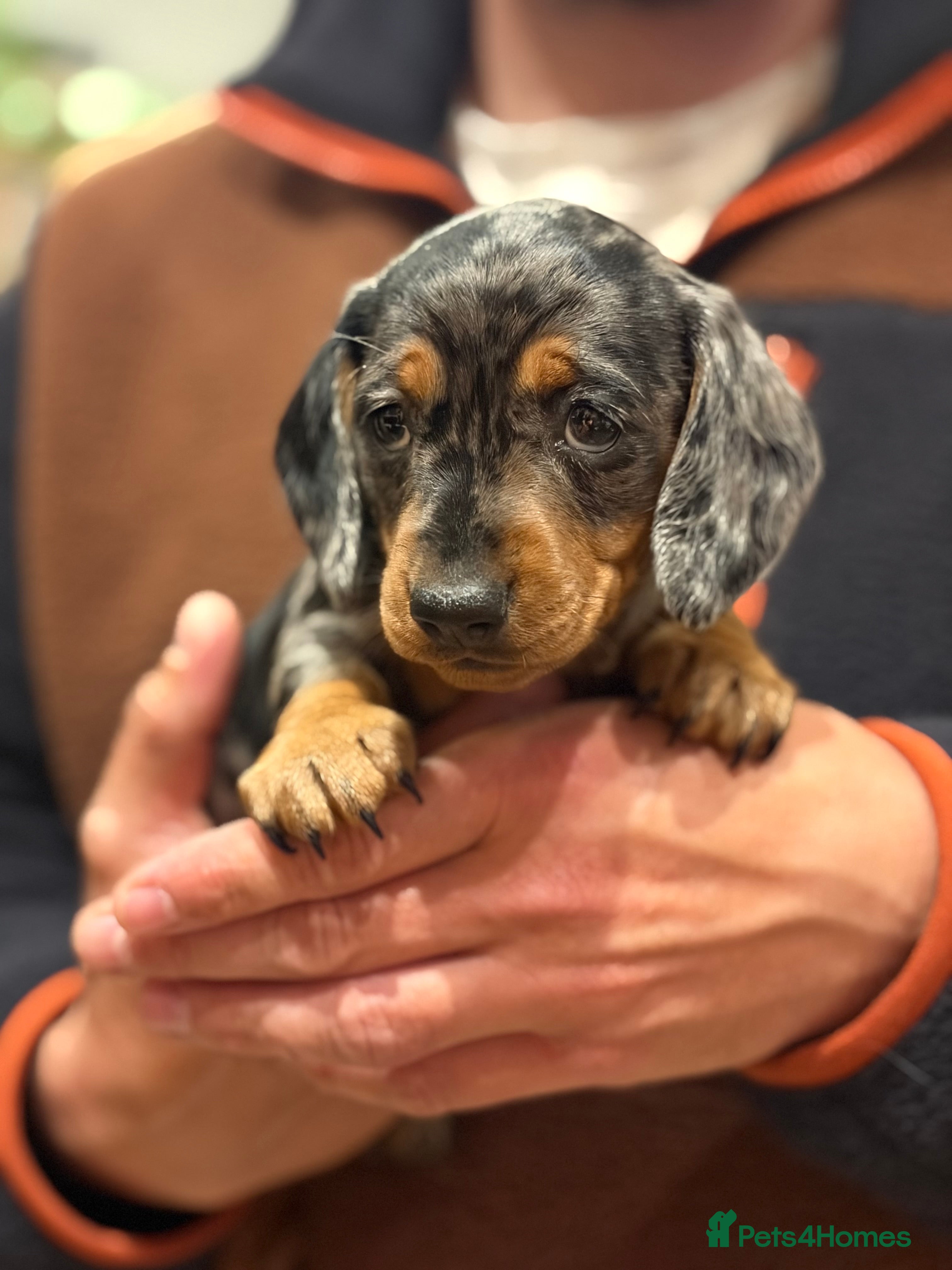 Miniature Dachshund dogs Miniature daschunds  - Advert 10