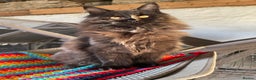 Maine Coon cats for sale: Top pedigree MaineCoon sisters  - Advert 23