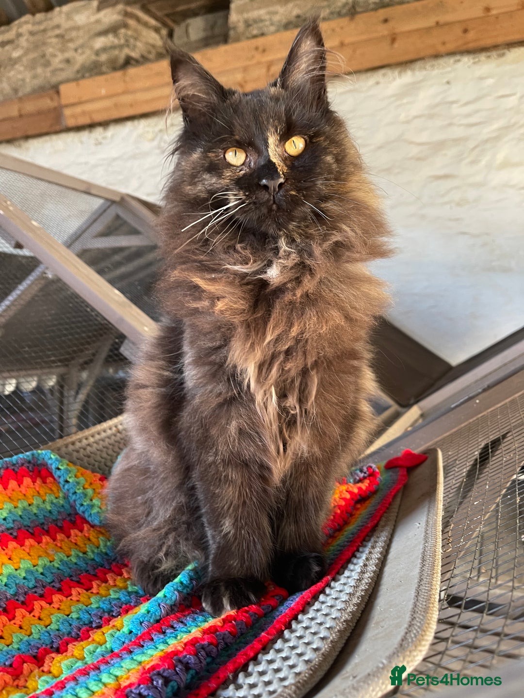 Maine Coon cats for sale: Top pedigree MaineCoon sisters  - Advert 23