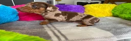 Miniature Dachshund dogs for sale: 🐶 READY NOW 🐶 - Advert 15